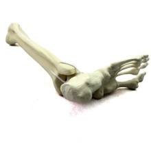 Buy One 12317 Lower Limb, Artificial Drillable Tibia with Foot Bone